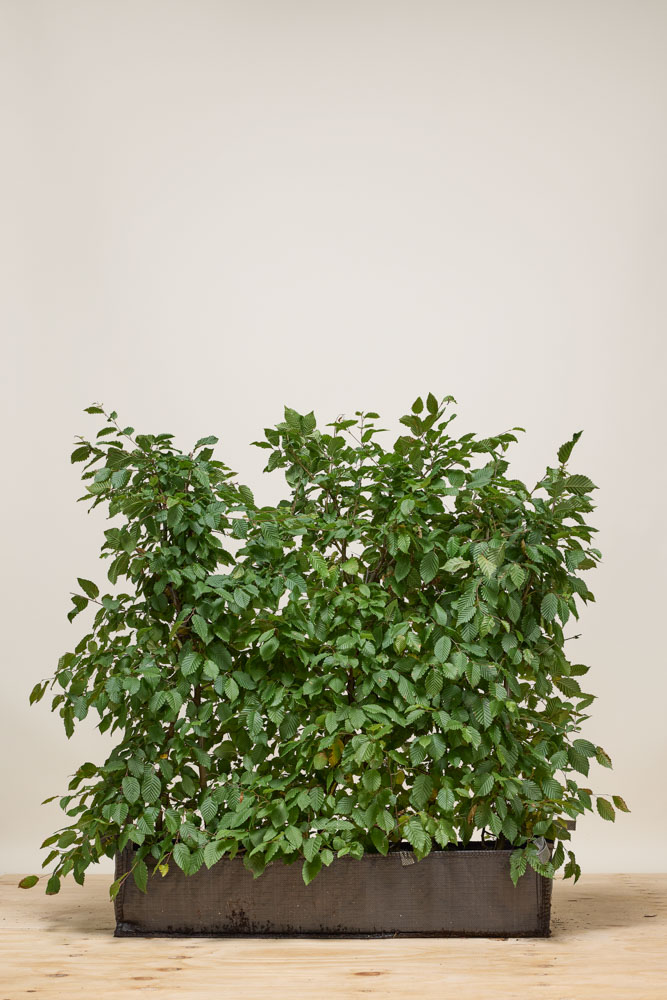 Hainbuche Fertighecke 80 100