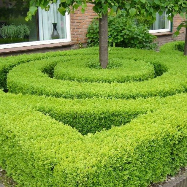 Japanische-Stechpalme-ALG HAAG