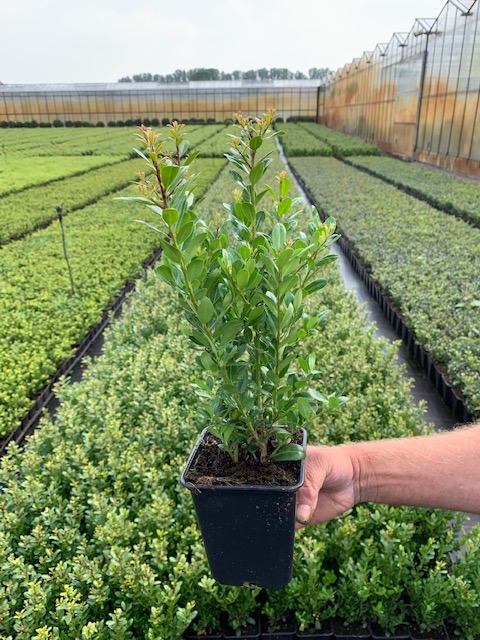 Japanische Stechpalme Topf 20-30 cm Topf