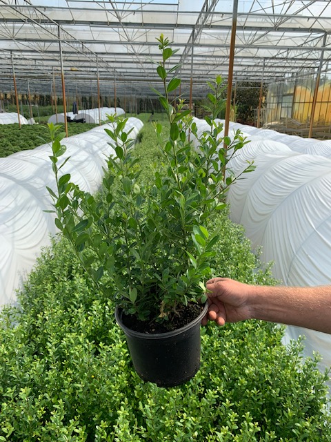 Japanische Stechpalme Topf 30-40 cm Topf