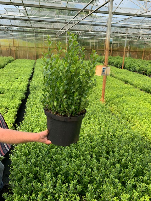 Japanische Stechpalme Topf 40-60 cm Topf