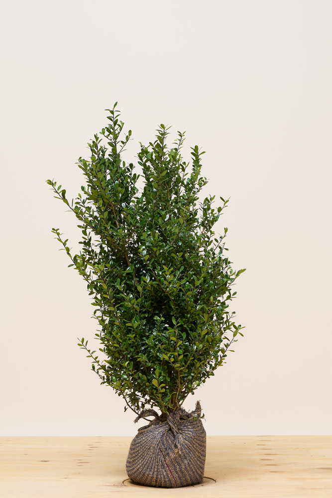 Japanische Stechpalme Wurzelballen 60-80 cm Wurzelballen