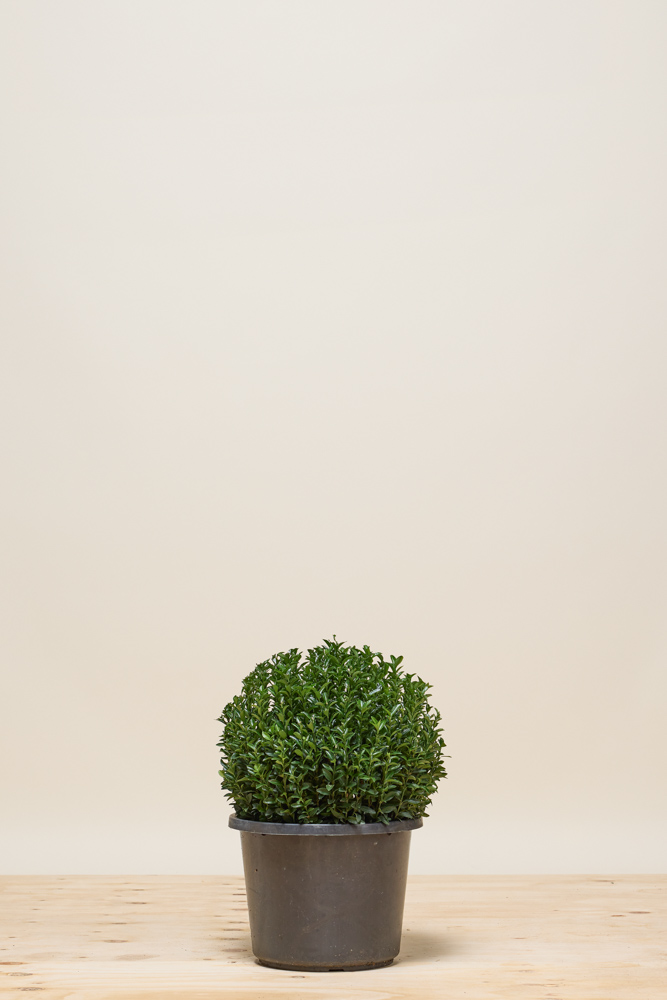 Japanischer Spindelstrauch 