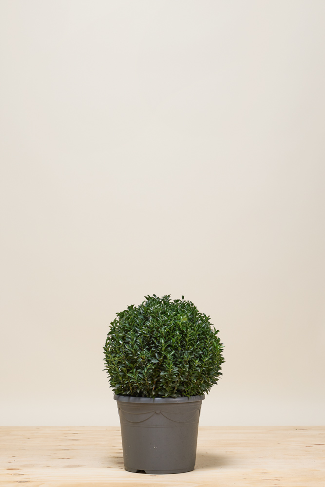 Japanischer Spindelstrauch 