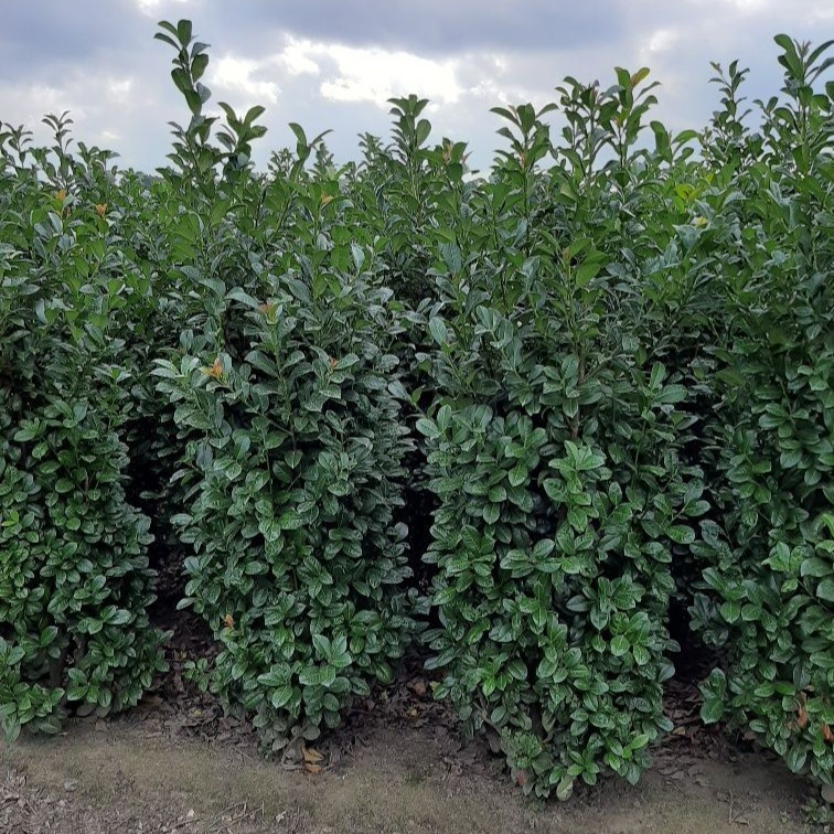 Kirschlorbeer&#x20;&#x27;Ani&#x27;