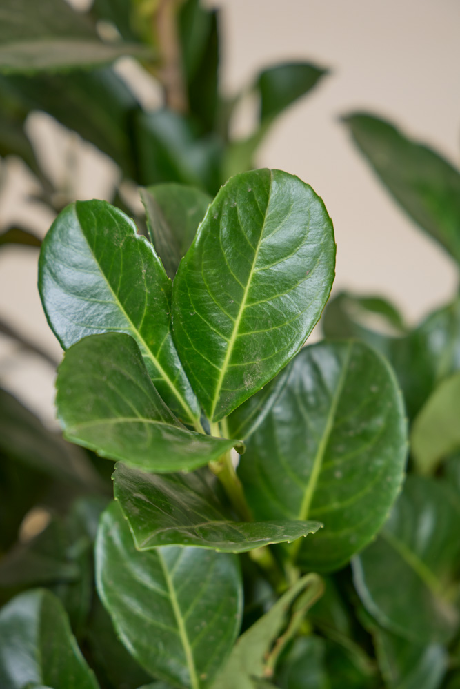 Kirschlorbeer-Ani-ALG&#x20;INZ