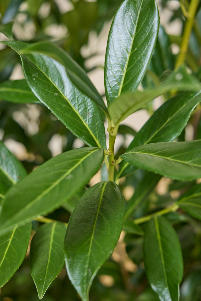 Kirschlorbeer 'Caucasica'