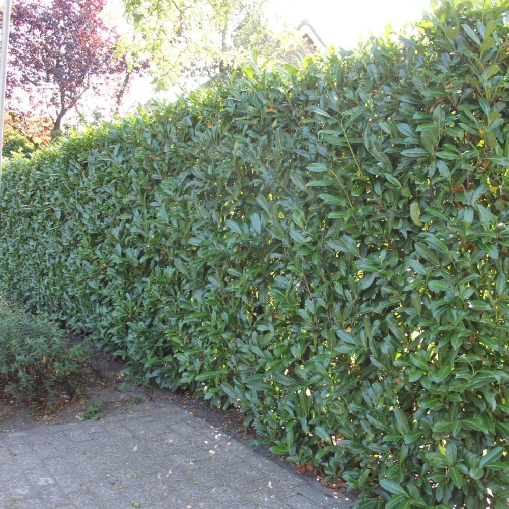 Kirschlorbeer 'Caucasica'
