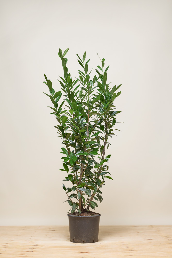 Kirschlorbeer-Caucasica-Topf-125-150