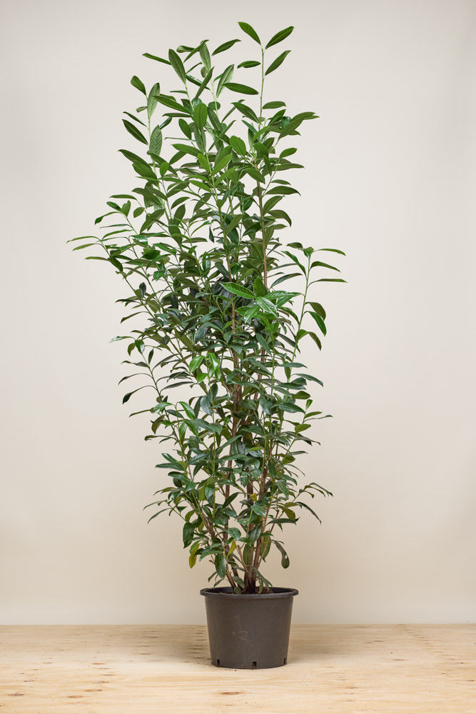 Kirschlorbeer-Caucasica-Topf-175-200