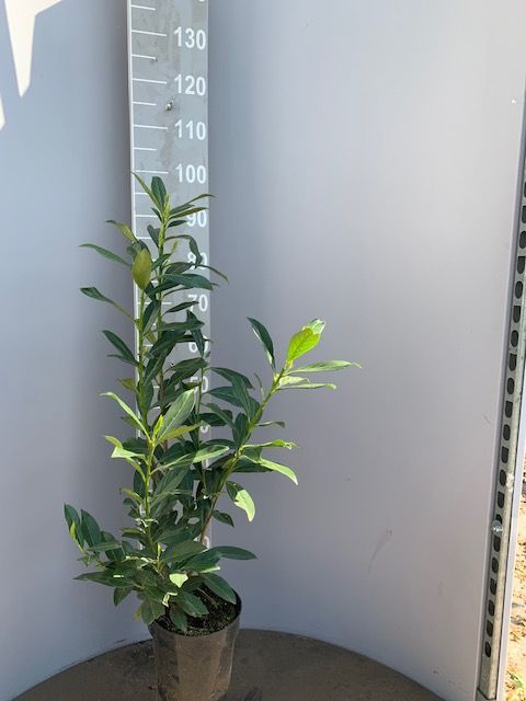 Kirschlorbeer-Caucasica-Topf-60-80