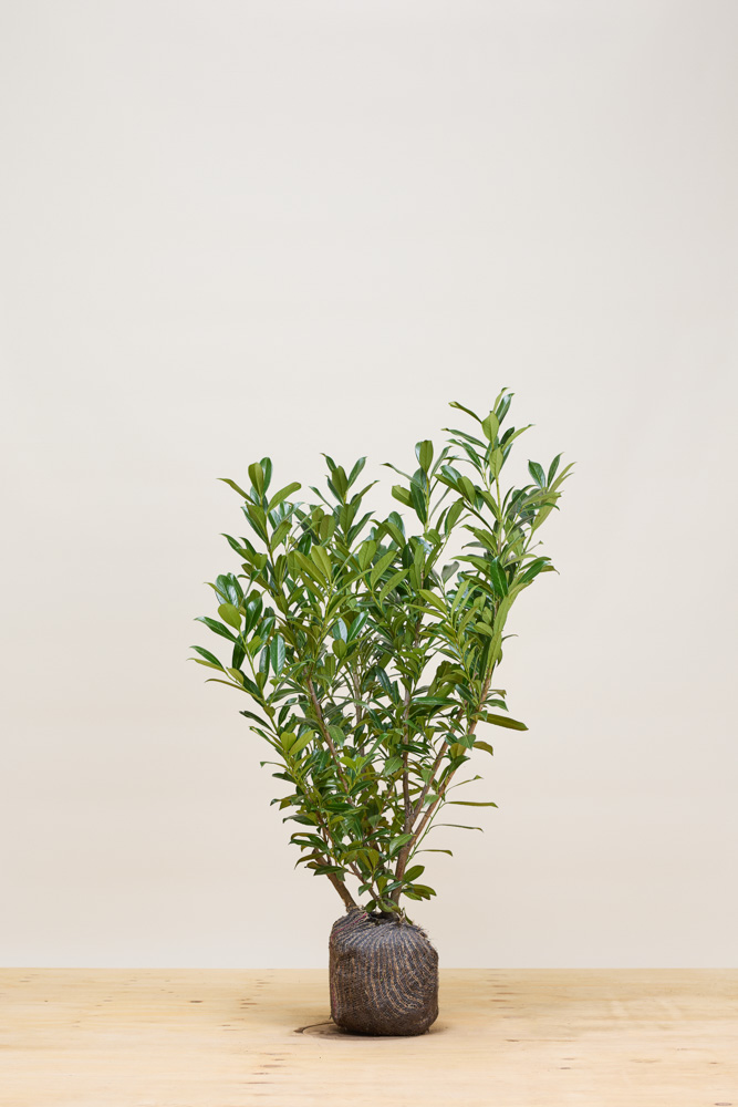 Kirschlorbeer-Caucasica-Wurzelballen-100-125