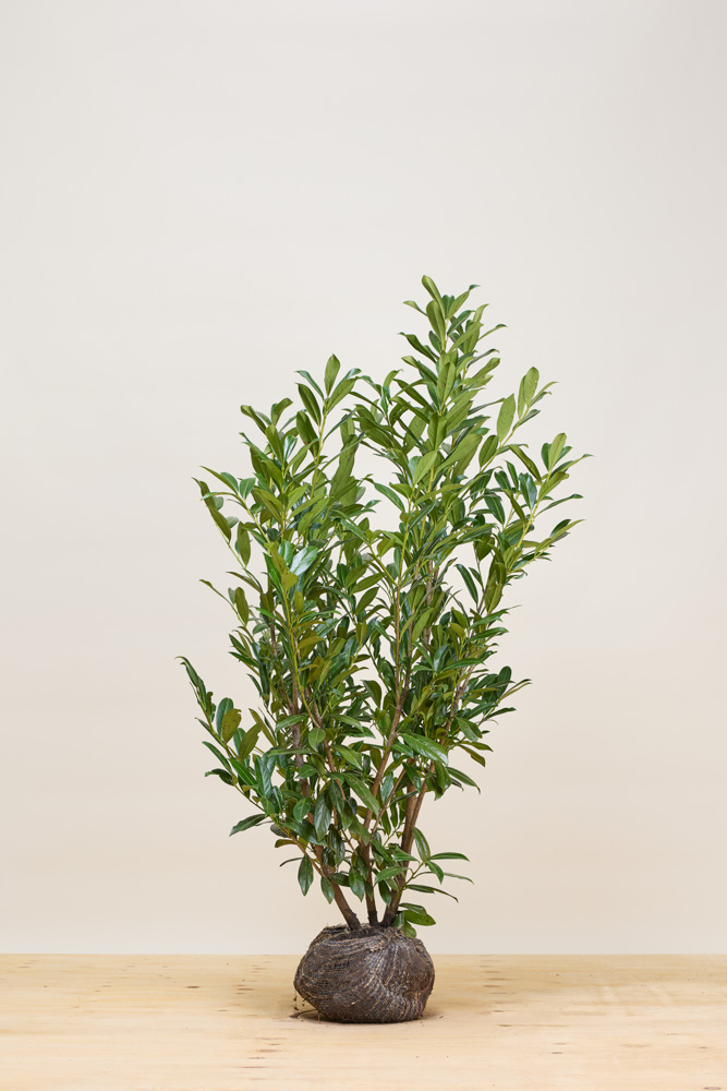 Kirschlorbeer-Caucasica-Wurzelballen-125-150