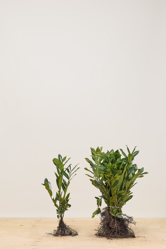 Kirschlorbeer-Caucasica-Wurzelware-40-60