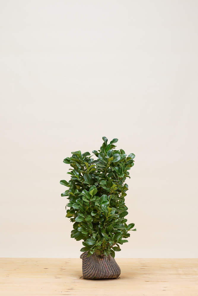 Kirschlorbeer-Etna-Wurzelballen-60-80