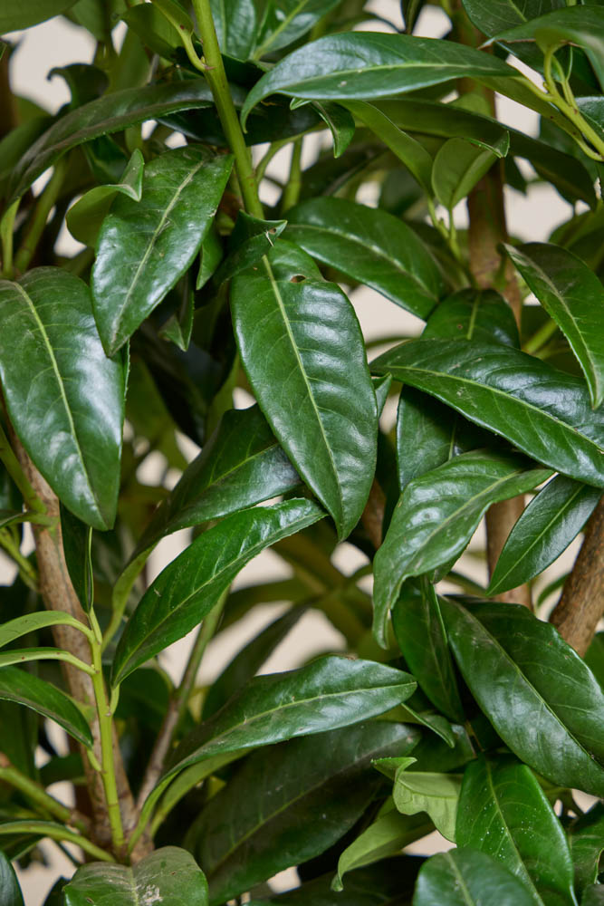ligustrum japonicum Wax Leaf Privet (Ligustrum Japonicum Texanum)