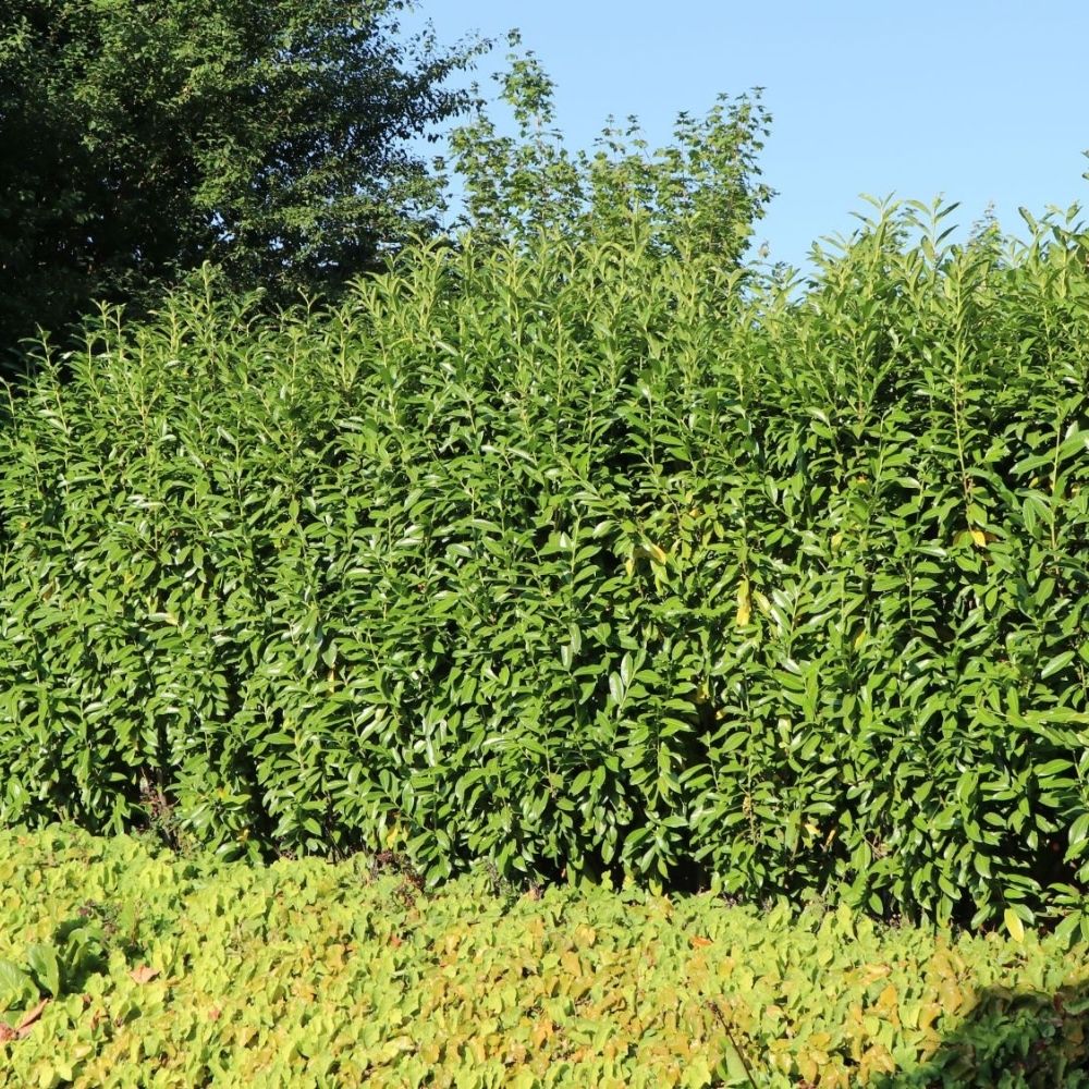 Kirschlorbeer 'Genolia' Topf 125-150 cm - Hedgy Heckenpflanzen