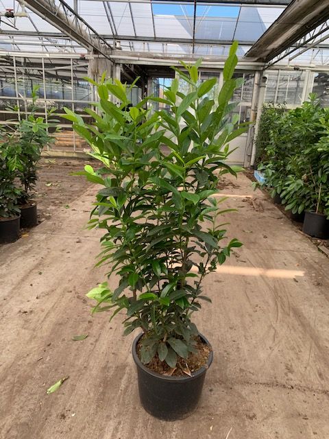 philodendron melanochrysum x verrucosum Philodendron Splendid (verrucosum x melanochrysum) – Carnivero main image 0
