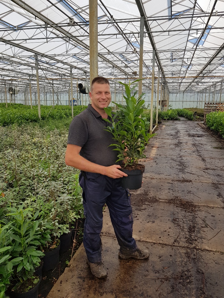 Kirschlorbeer 'Genolia' Topf 60-80 cm