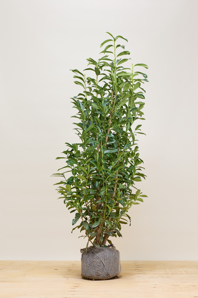 Kirschlorbeer-Genolia-Wurzelballen-150-175