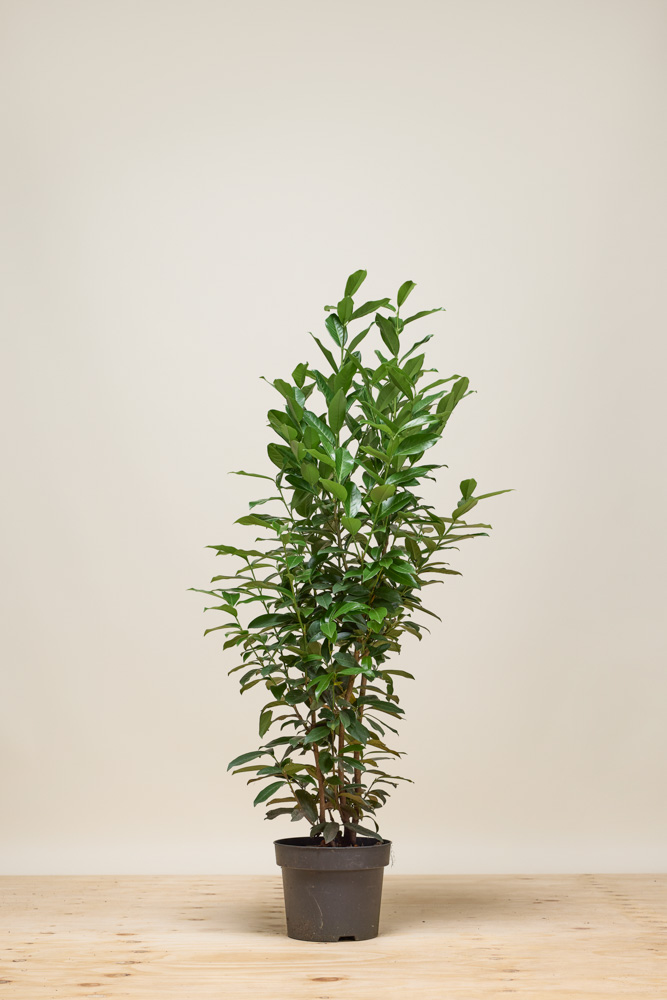 Kirschlorbeer-Herbergii-Topf-100-125