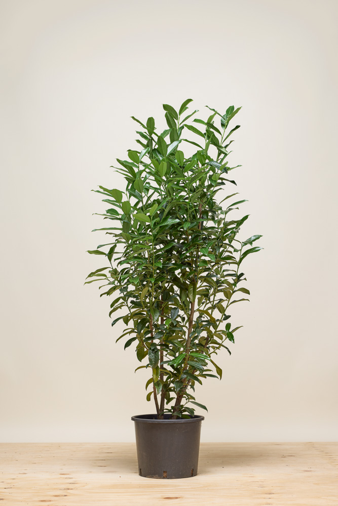 Kirschlorbeer-Herbergii-Topf-125-150