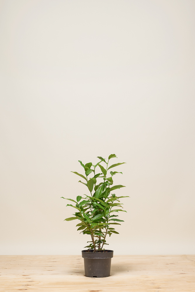 Kirschlorbeer-Herbergii-Topf-60-80