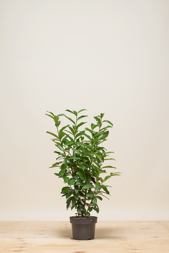 Kirschlorbeer-Herbergii-Topf-80-100