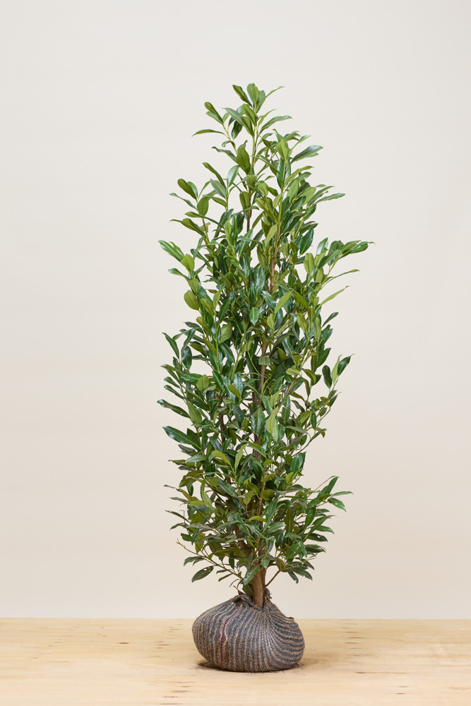 Kirschlorbeer-Herbergii-Wurzelballen-125-150