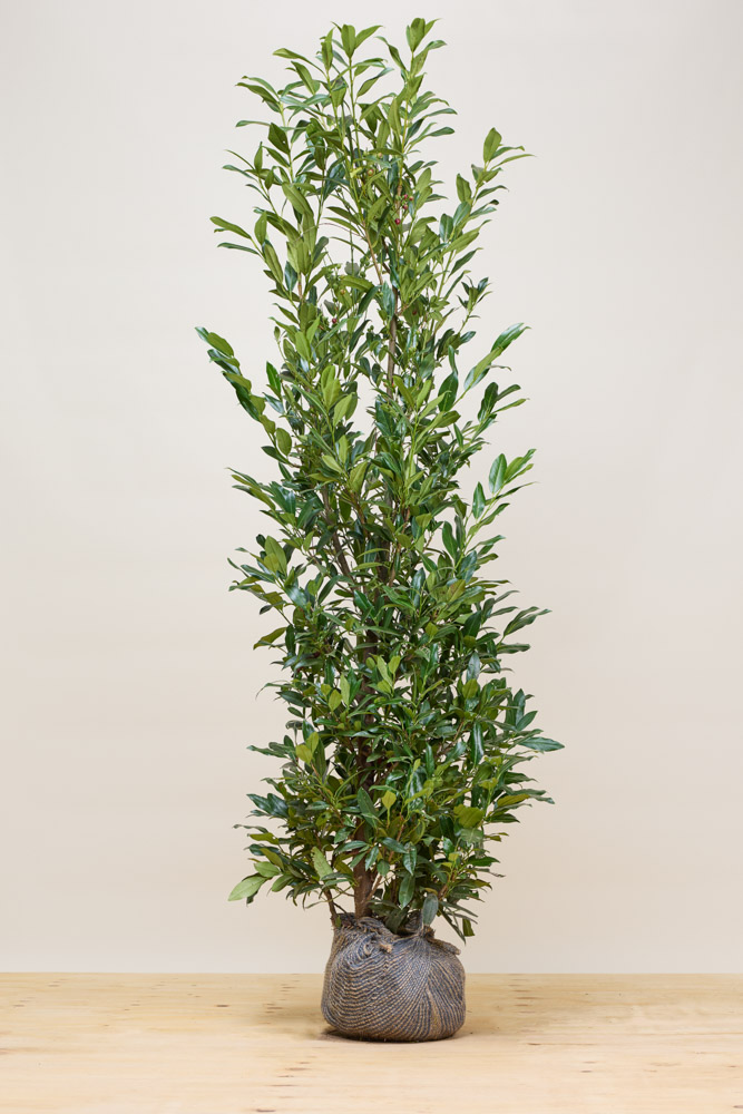 Kirschlorbeer-Herbergii-Wurzelballen-175-200