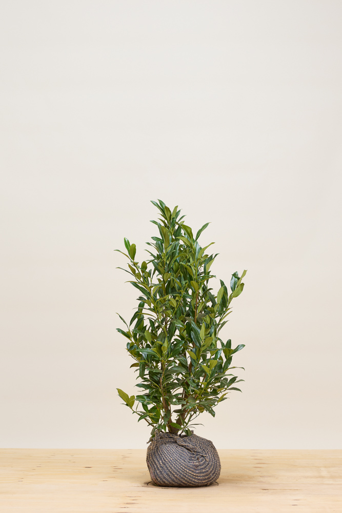 Kirschlorbeer-Herbergii-Wurzelballen-80-100