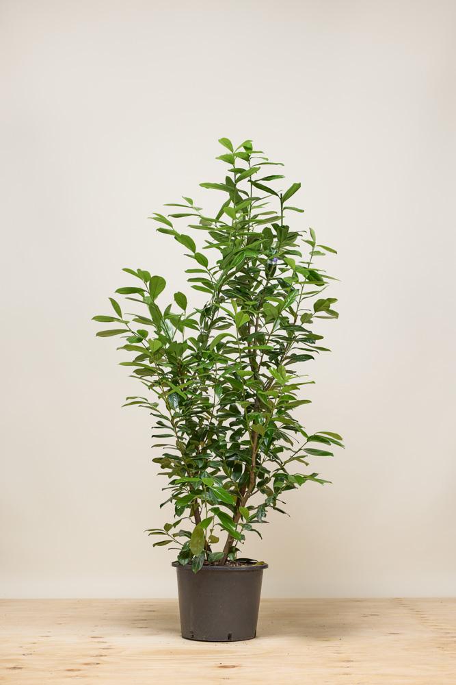 Kirschlorbeer 'Novita' Topf 125-150 cm direkt pflanzen - Hedgy  Heckenpflanzen