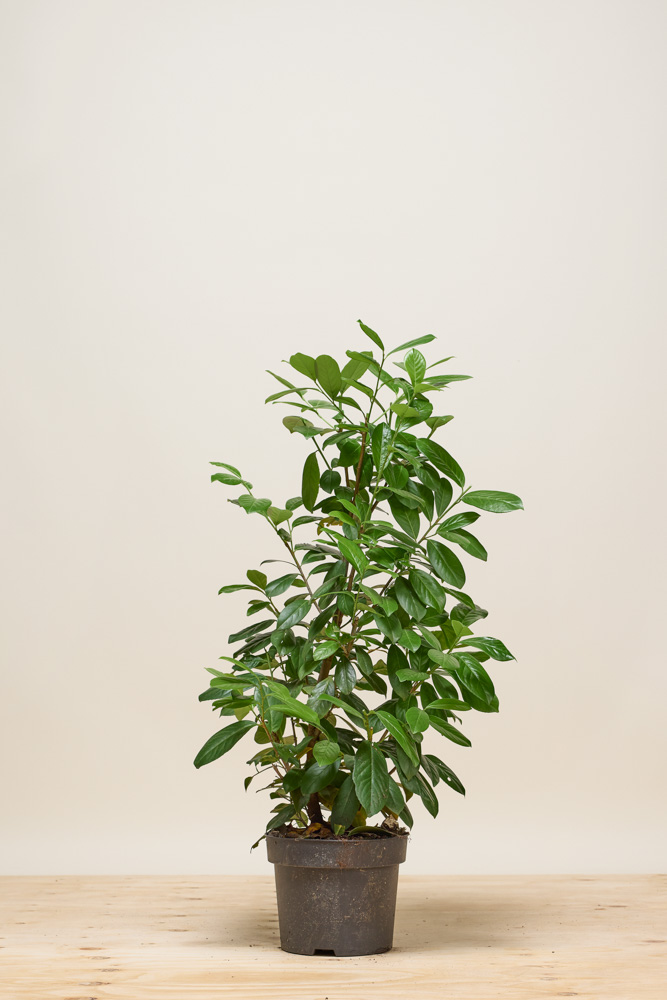 Kirschlorbeer 'Novita' Topf 80-100 cm - Fr Ihren Garten - Hedgy  Heckenpflanzen