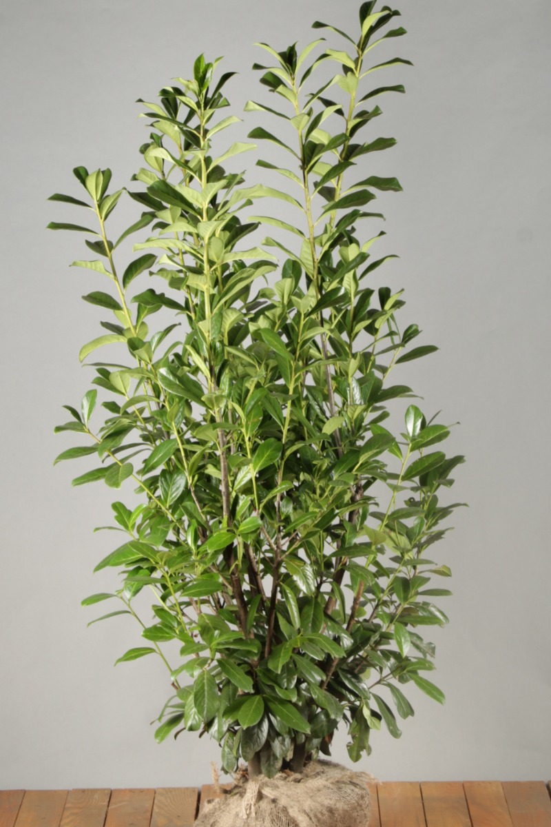 Kirschlorbeer 'Novita' Wurzelballen 125-150 cm - Hedgy Heckenpflanzen