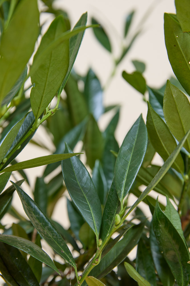 Kirschlorbeer-Otto-Luyken-ALG INZ