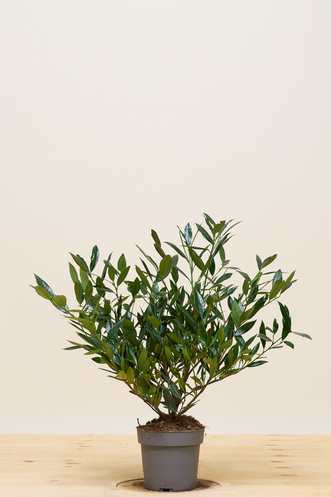 Kirschlorbeer-Otto-Luyken-Topf-30-40