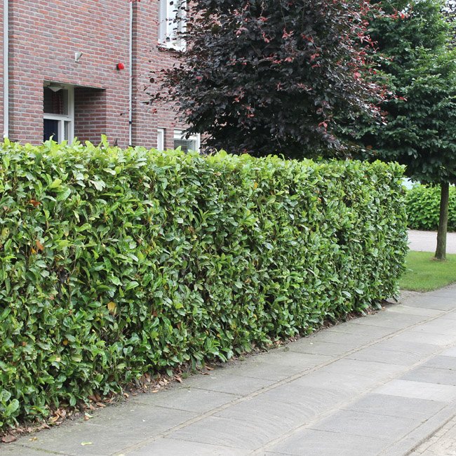 Kirschlorbeer&#x20;&#x2018;Rotundifolia&#x2019;&#x20;