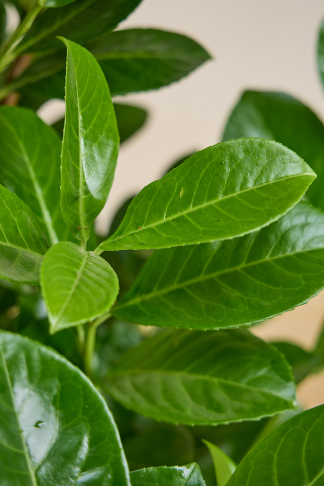 Kirschlorbeer-Rotundifolia-ALG&#x20;INZ