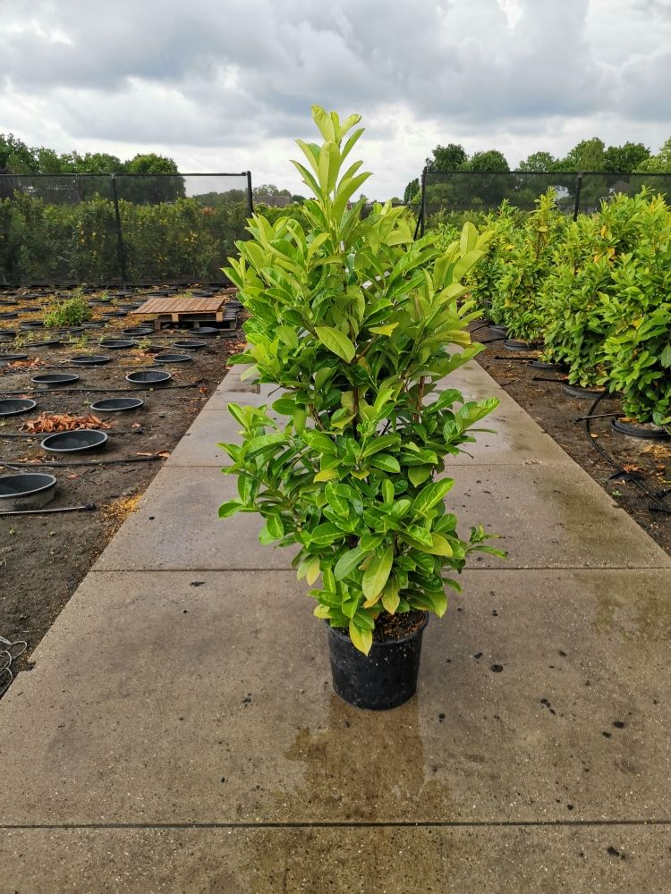 Kirschlorbeer-Rotundifolia-Topf-125-150