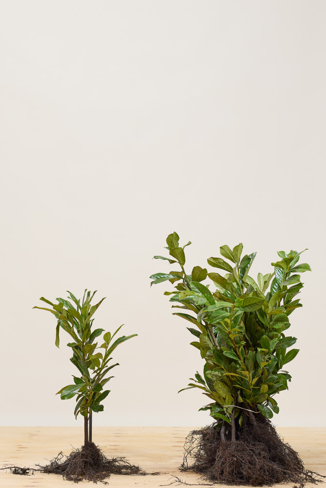 Kirschlorbeer 'Rotundifolia' Wurzelware 40-60 cm - Hedgy Heckenpflanzen
