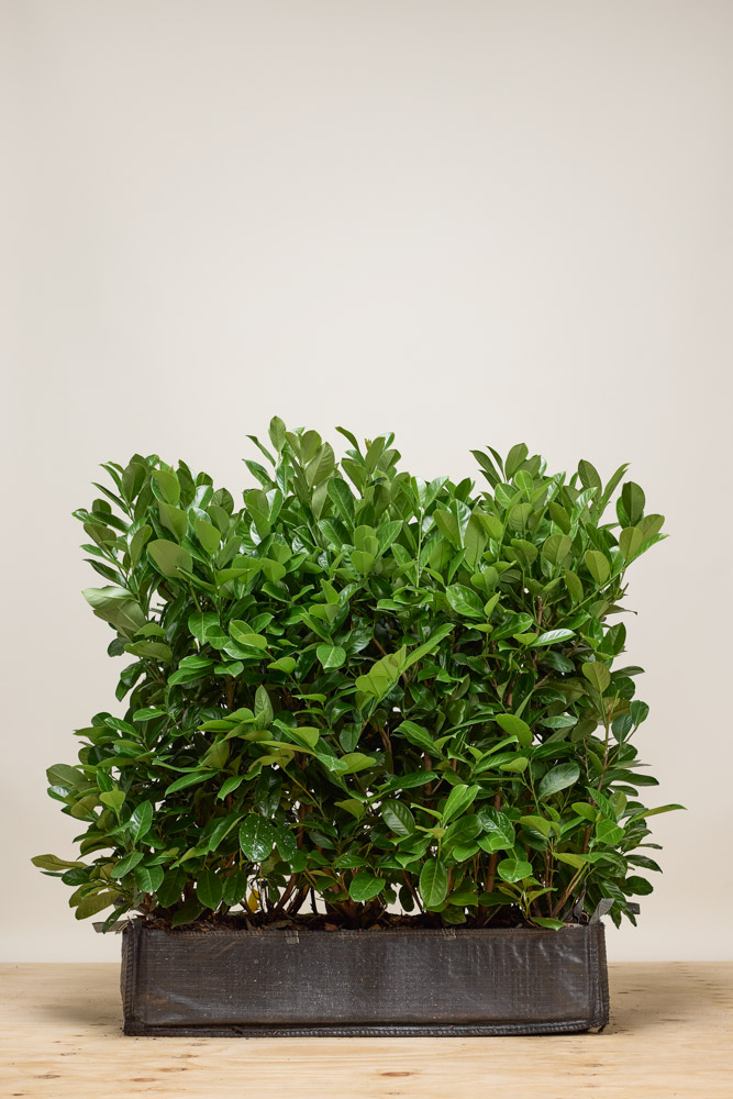 Kirschlorbeer-Rotundifolia-Fertighecke-80-100