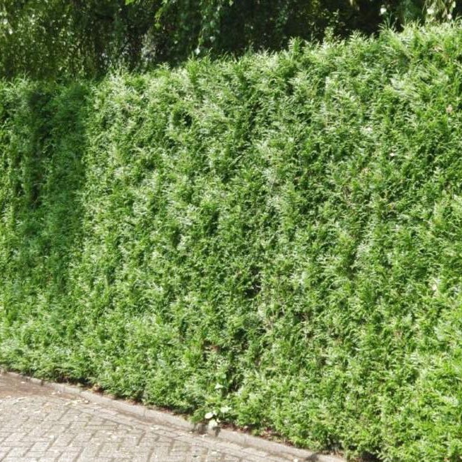 Riesenlebensbaum&#x20;Atrovirens