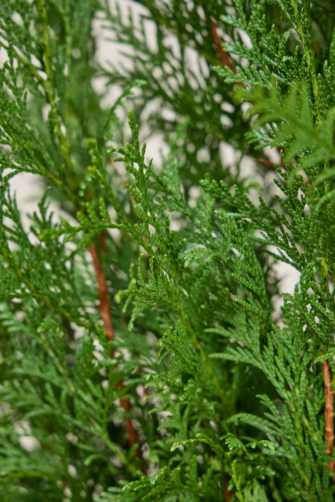 Lebensbaum-Atrovirens-ALG&#x20;INZ