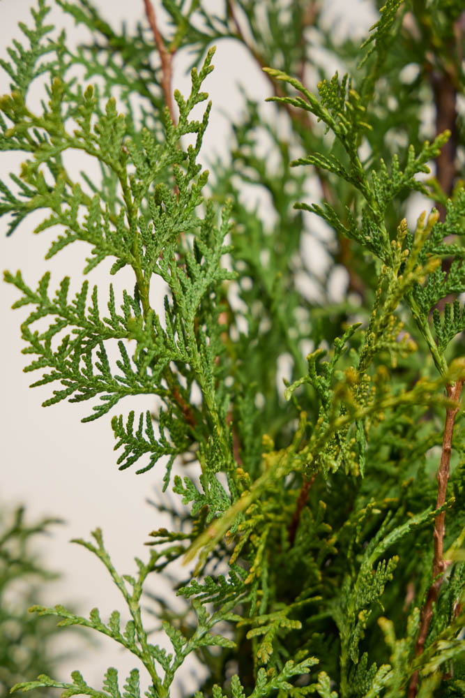 Lebensbaum-Brabant-ALG&#x20;INZ