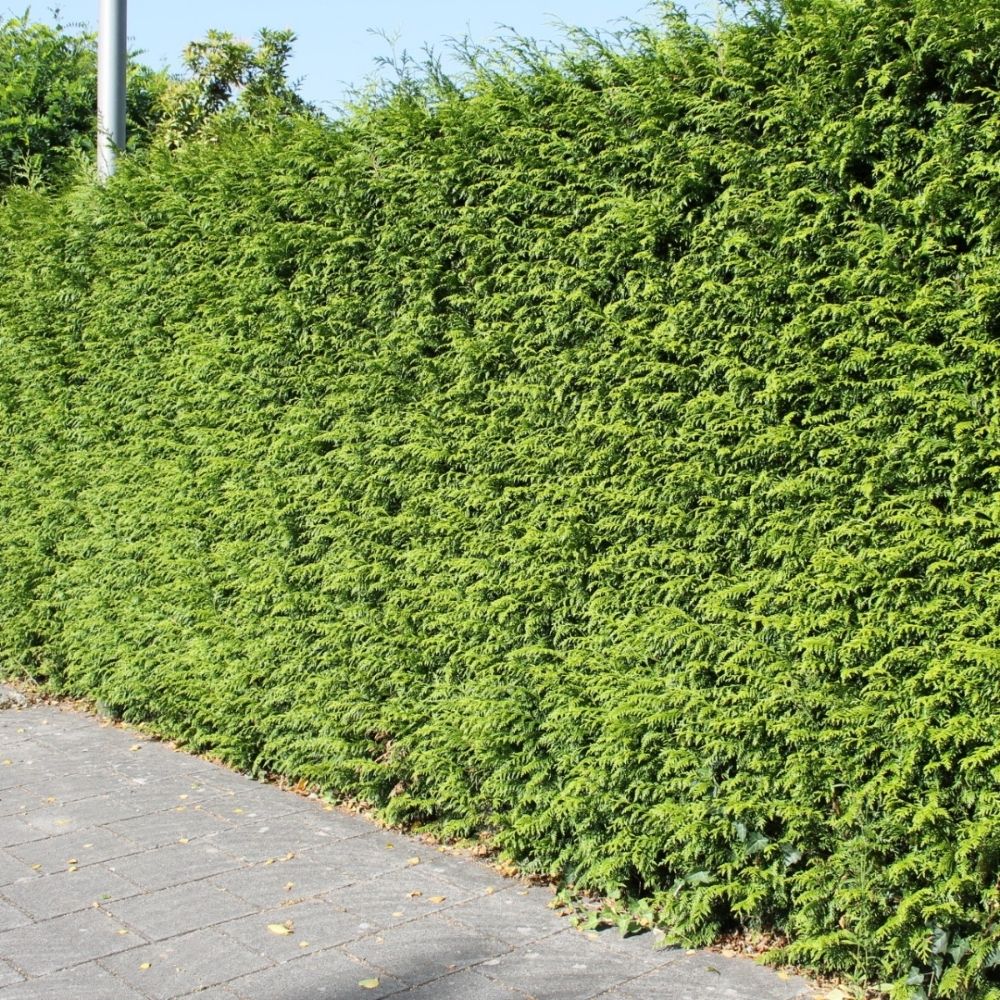 Lebensbaum 'Brabant' Wurzelballen 175-200 cm - Hedgy Heckenpflanzen