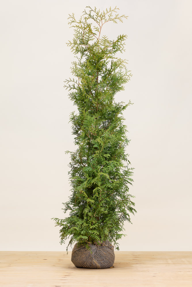 Lebensbaum-Brabant-Wurzelballen-200-225