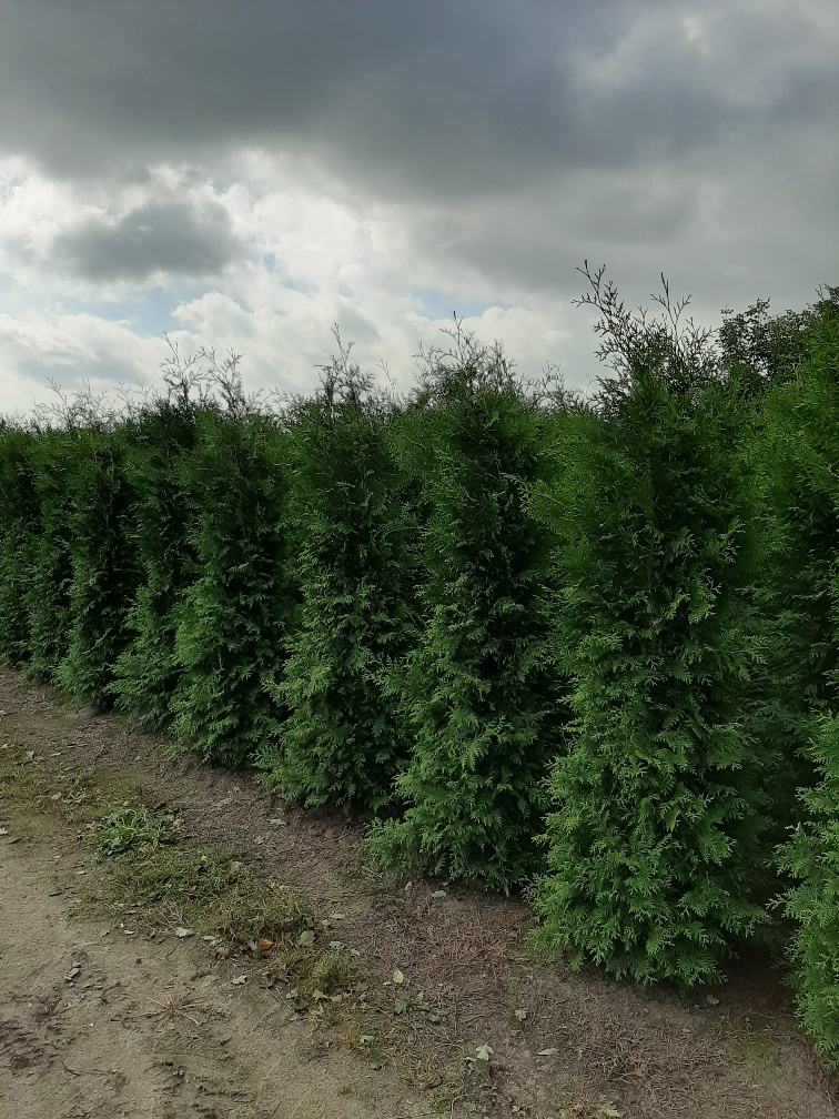 Lebensbaum 'Brabant' Wurzelballen 225-250 cm - Hedgy Heckenpflanzen