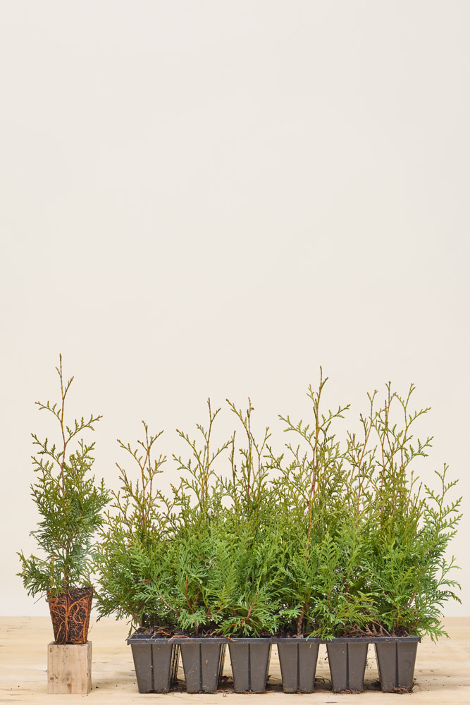 Lebensbaum-Brabant-Wurzelballen-30-40