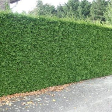 Lebensbaum&#x20;&#x27;Excelsa&#x27;