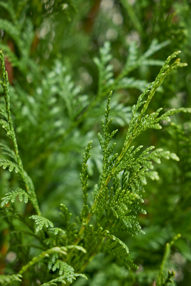 Lebensbaum-Excelsa-ALG&#x20;INZ